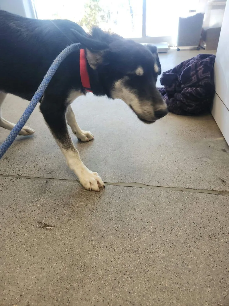 An adult medium-sized female Black Husky dog named Wu for adoption in Kingman, AZ