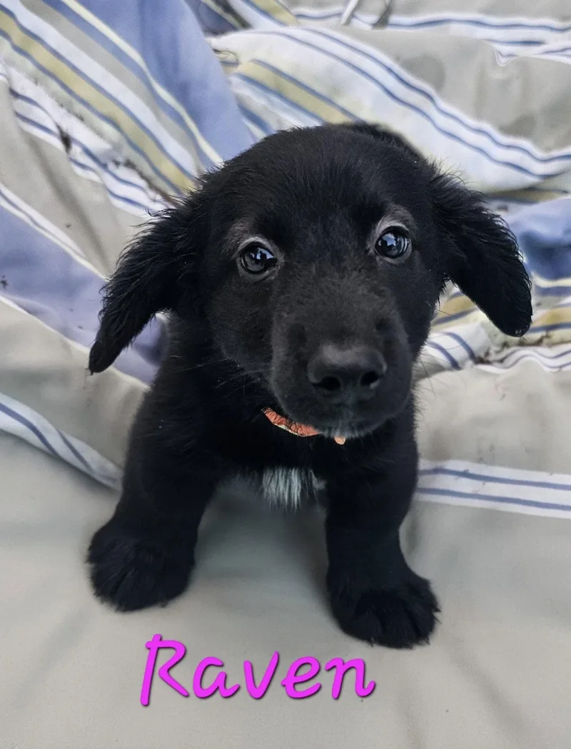 A baby small-sized female Terrier dog named Raven for adoption in Royal Palm Beach, FL
