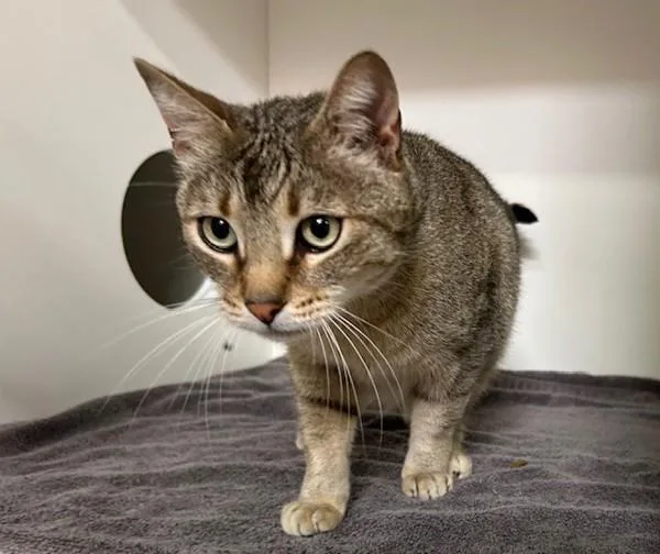 An adult small-sized male Domestic Short Hair cat named Tiger for adoption in Oceanside, CA