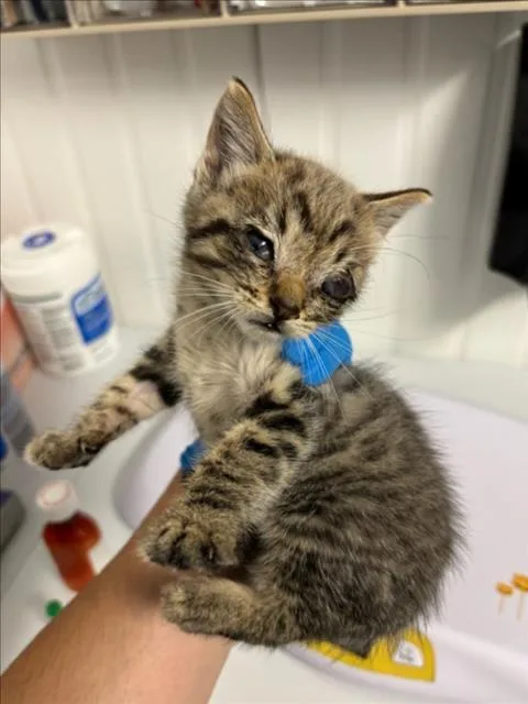 A baby small-sized male Gray / Blue / Silver Domestic Medium Hair cat named Benito for adoption in Woodland, CA