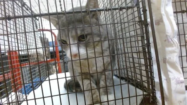 A young small-sized male Domestic Short Hair cat named Gregory for adoption in Miami, FL
