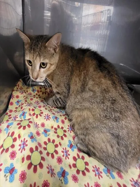 A young medium-sized female Domestic Short Hair cat named Tawny for adoption in Albuquerque, NM