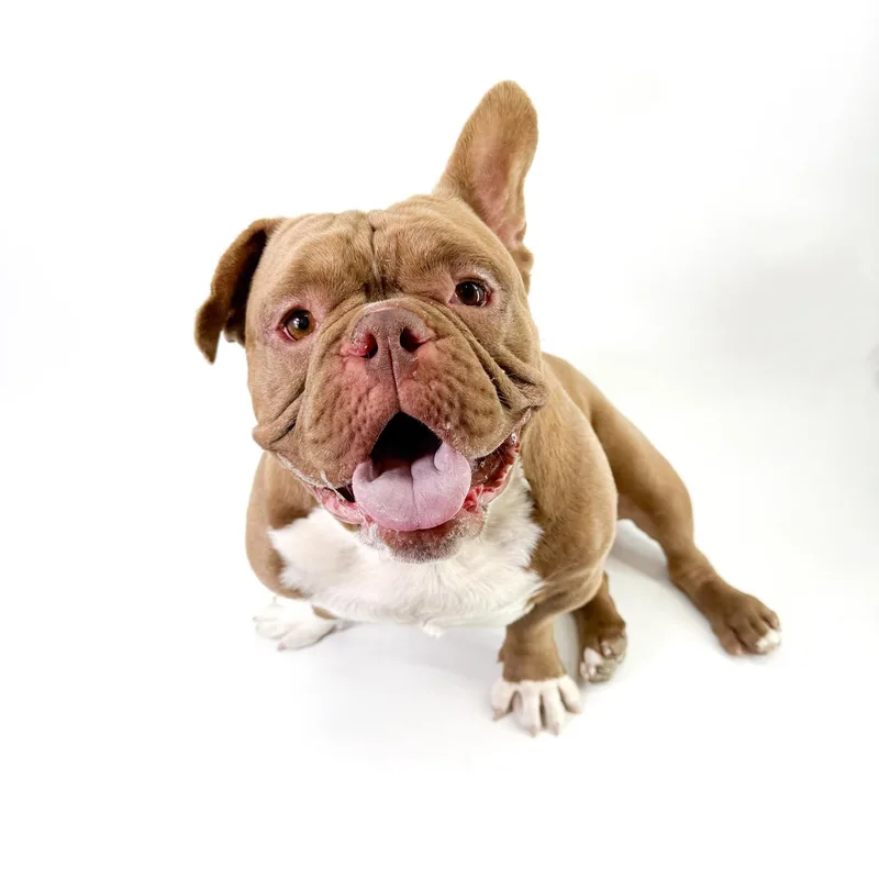 An adult medium-sized male Golden English Bulldog dog named Will for adoption in Scottsdale, AZ