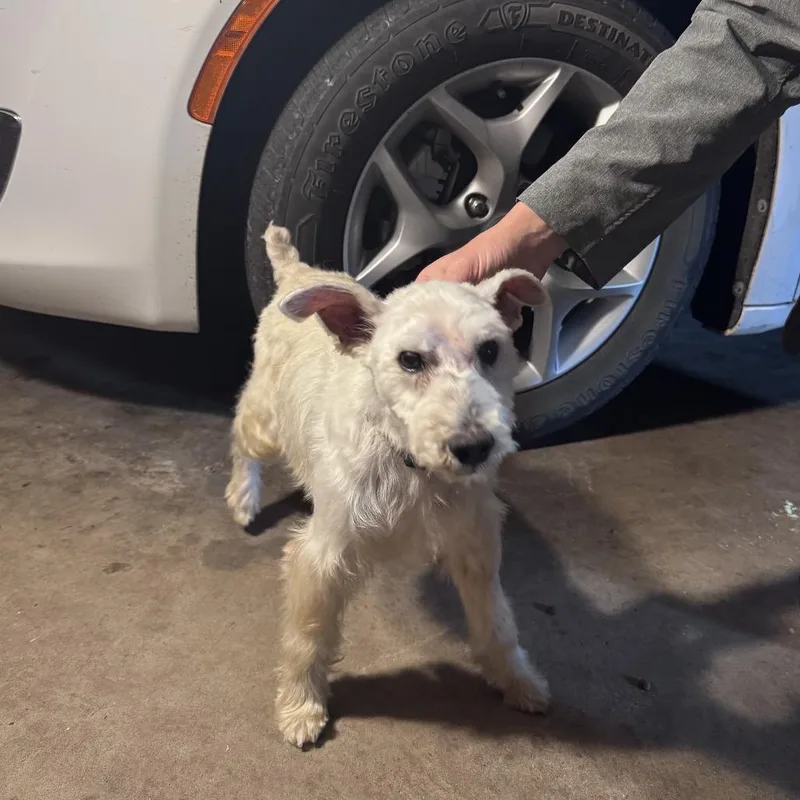 Dennis D Arriving  thumbnail 3