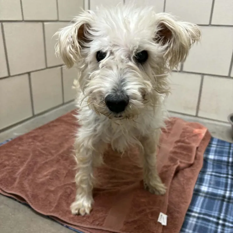 Dennis D Arriving  thumbnail 4