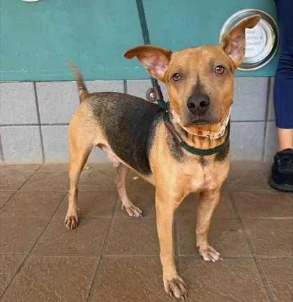 An adult small-sized male Terrier dog named Weasley for adoption in Honolulu, HI