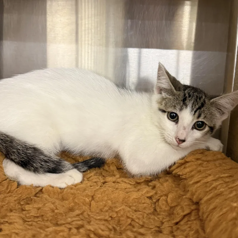 A baby medium-sized female White Domestic Short Hair cat named Yasenia Ort for adoption in Missouri City, TX