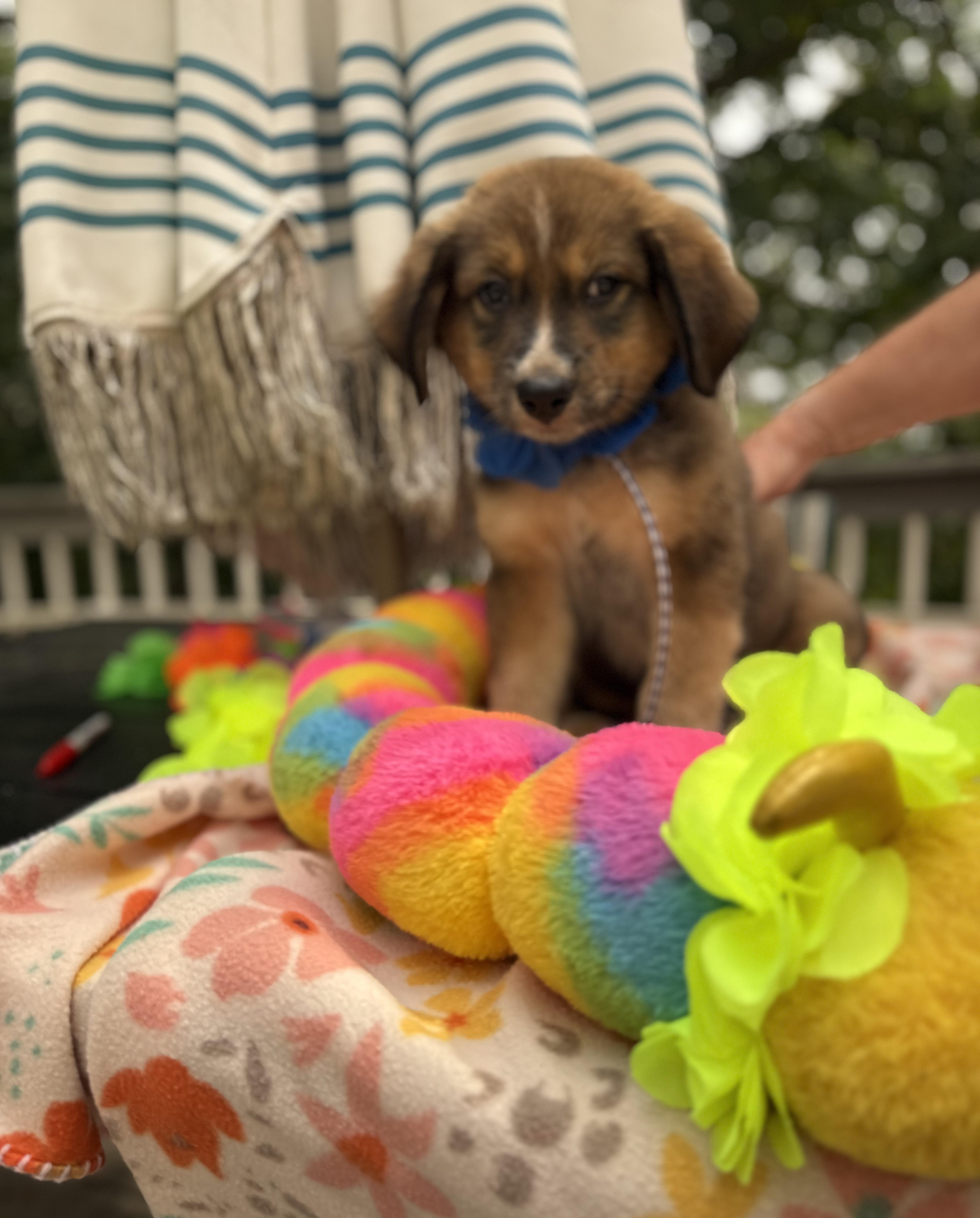 Taco