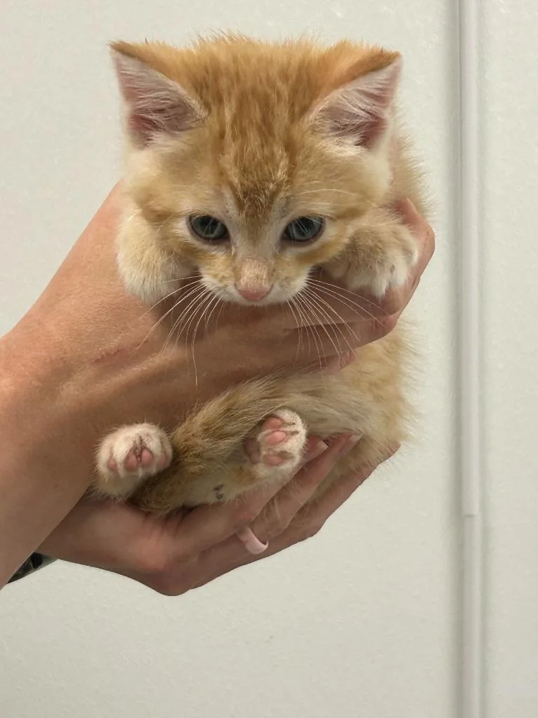 A baby medium-sized male Domestic Short Hair cat named Thanos for adoption in Minot, ND