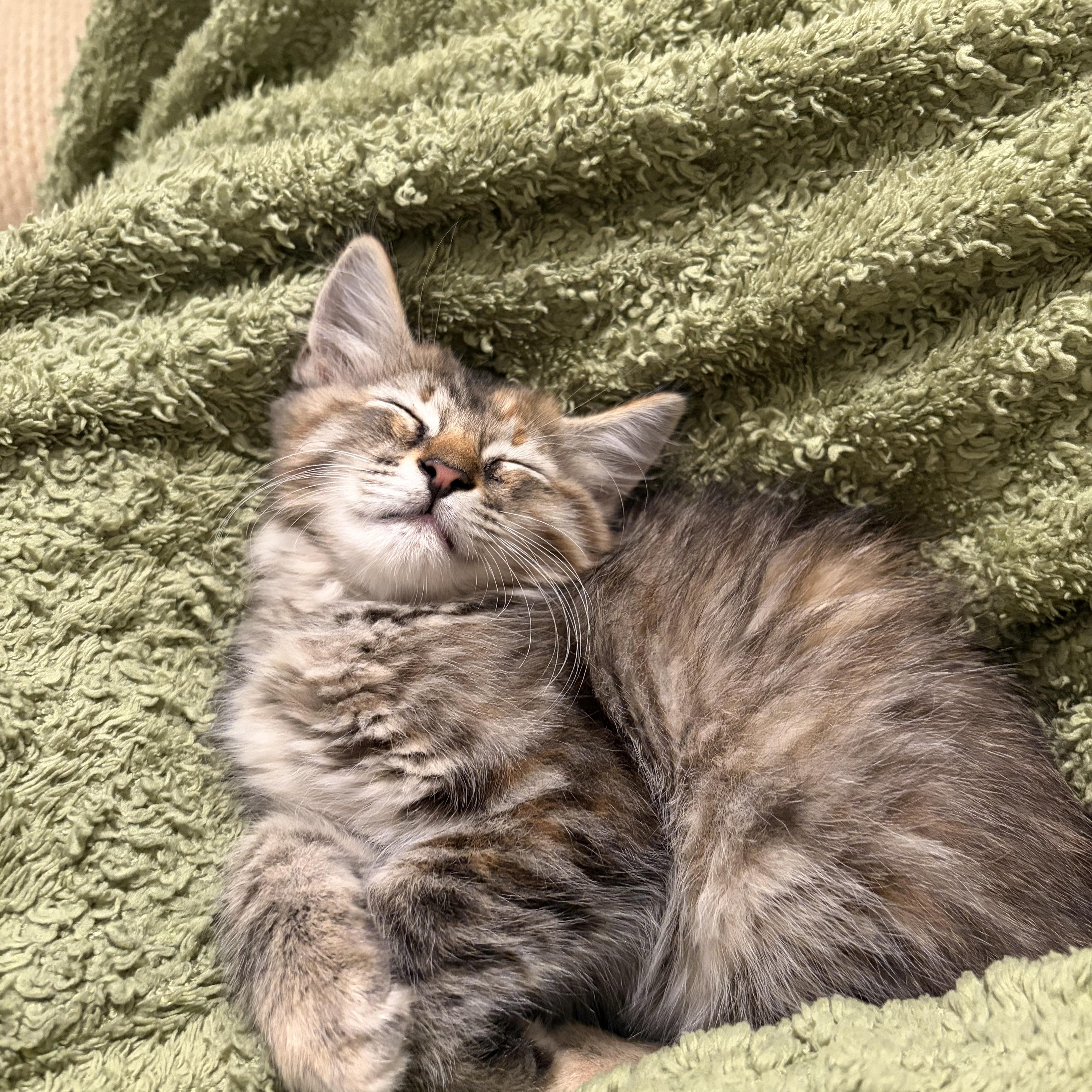 A baby medium-sized female Domestic Short Hair cat named Rodeo for adoption in Easley, SC