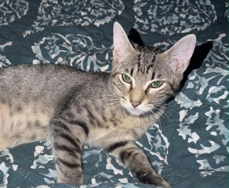 A baby medium-sized male Domestic Short Hair cat named Bautista for adoption in Pineville, LA