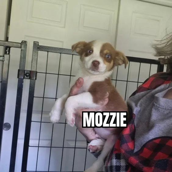 Mozzie thumbnail 2