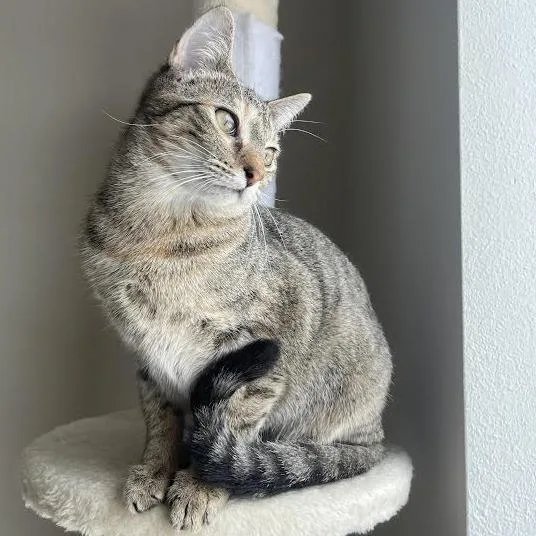 Jumble C thumbnail 3