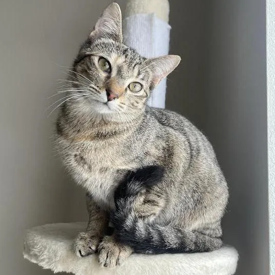 Jumble C thumbnail 4