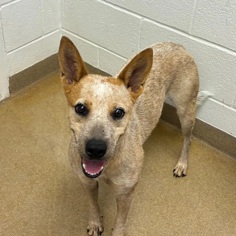 An adult medium-sized female Red / Chestnut / Orange Cattle Dog dog named Bindi for adoption in Corpus Christi, TX