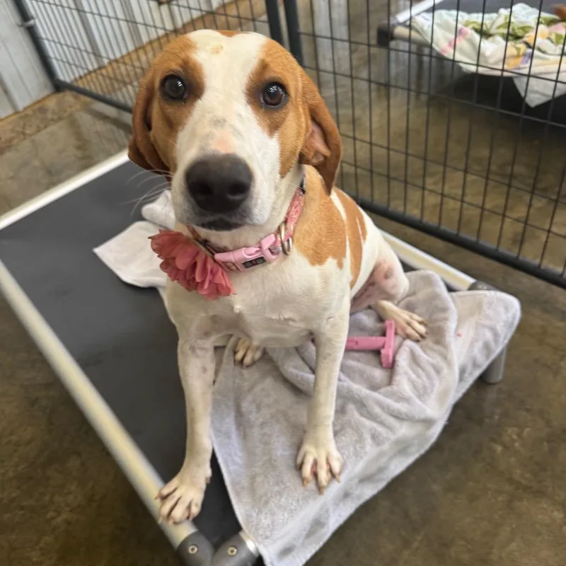 A young medium-sized female Yellow / Tan / Blond / Fawn Hound dog named Lonna for adoption in Enfield, NH