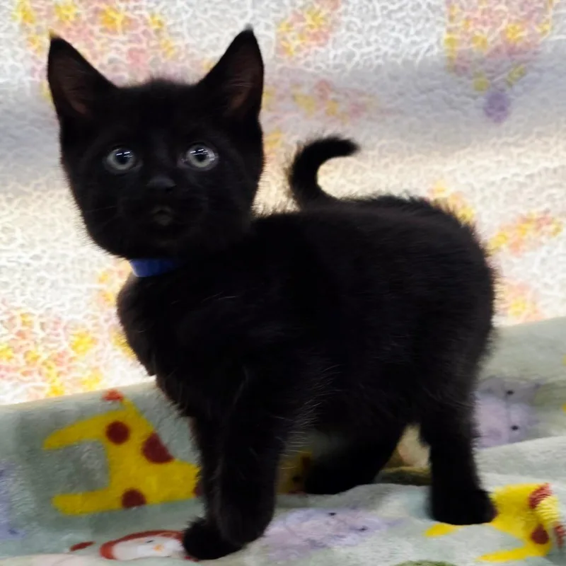 A baby small-sized male Black Domestic Short Hair cat named Musketeer for adoption in Jefferson city, TN