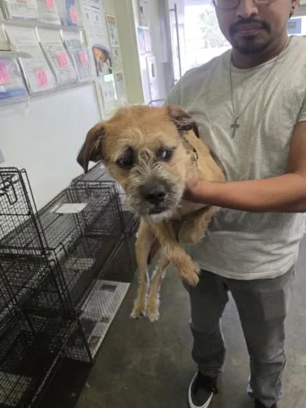A young medium-sized male Border Terrier dog named Puffy for adoption in Los Angeles, CA