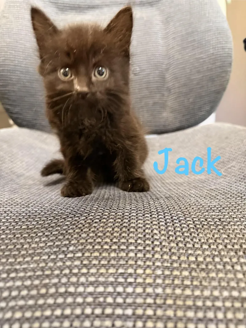 Jack