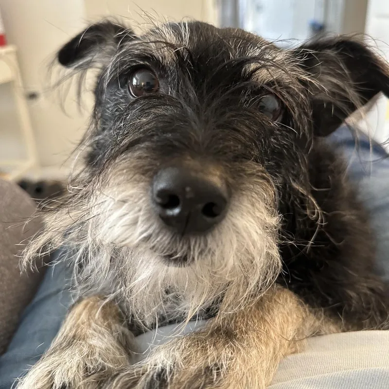 A senior medium-sized male Black Mixed Breed dog named Bear for adoption in Mentor, OH