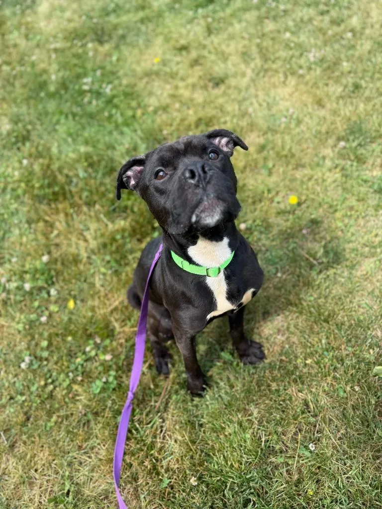 An adult medium-sized male Mixed Breed dog named Phineas for adoption in Hyde Park, NY