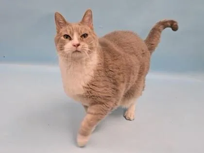 An adult small-sized male Domestic Short Hair cat named Moto Moto for adoption in Coon Rapids, MN