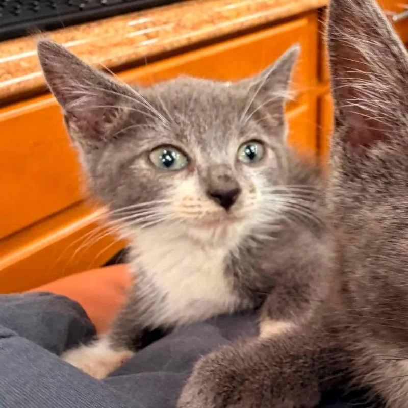 A baby small-sized male Gray / Blue / Silver Domestic Short Hair cat named Boots for adoption in Long Island City, NY
