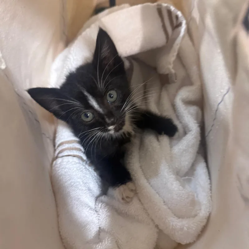 Cat In The Hat