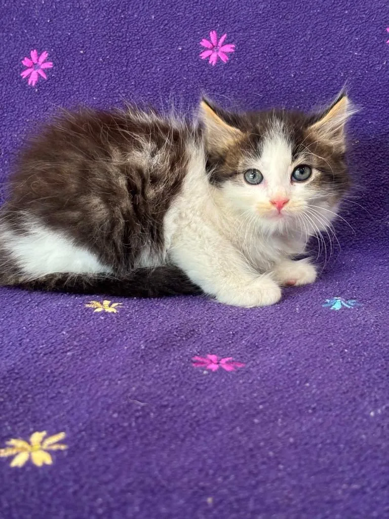 A baby small-sized male Domestic Medium Hair cat named Nico for adoption in Warrenton, NC