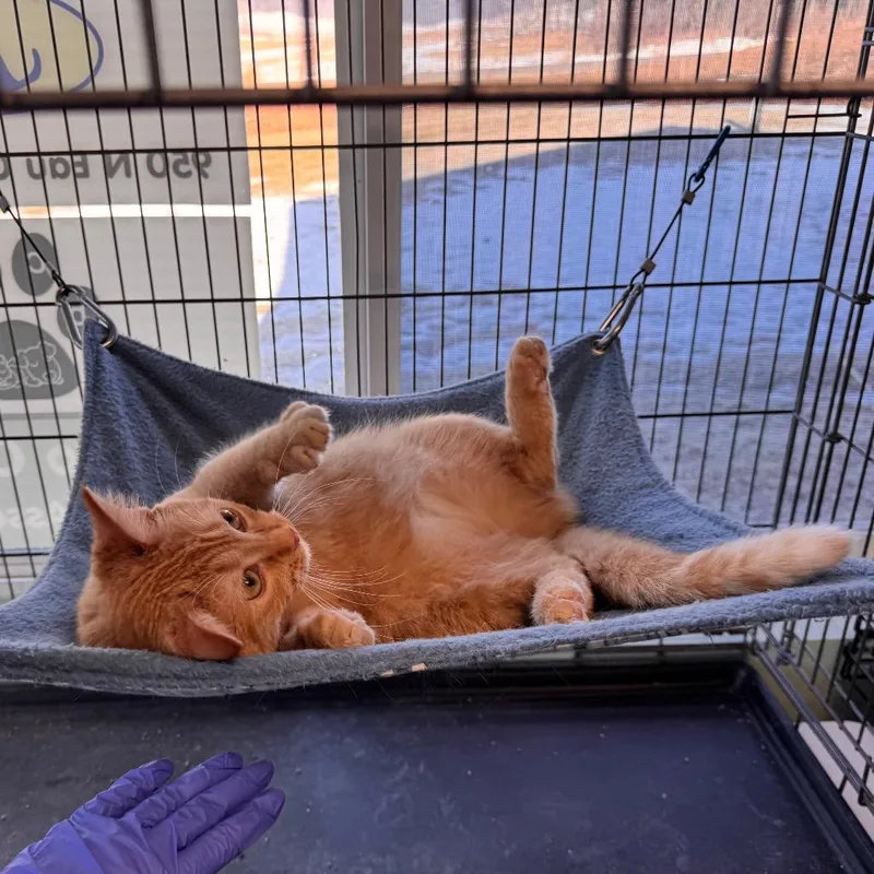 Mattingly thumbnail 2