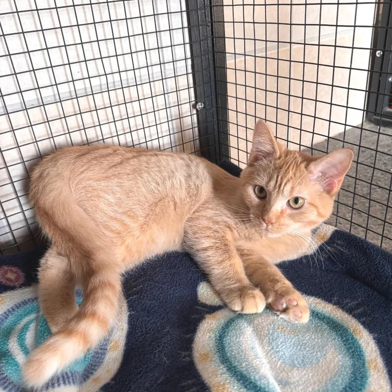 Mattingly thumbnail 3