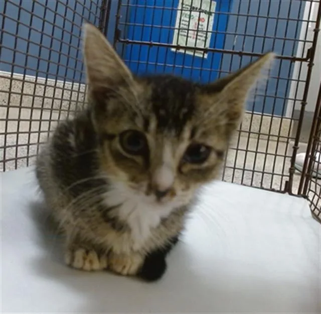 A baby small-sized female Domestic Short Hair cat named Abby for adoption in Miami, FL