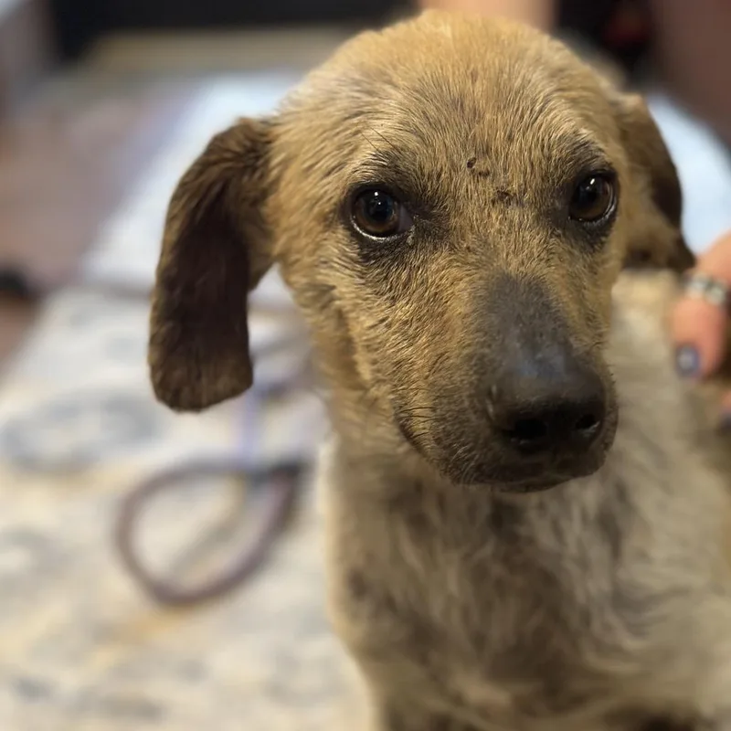 An adult small-sized male Yellow / Tan / Blond / Fawn Mixed Breed dog named Indiana Jones Aka Indie for adoption in Clarksville, AR