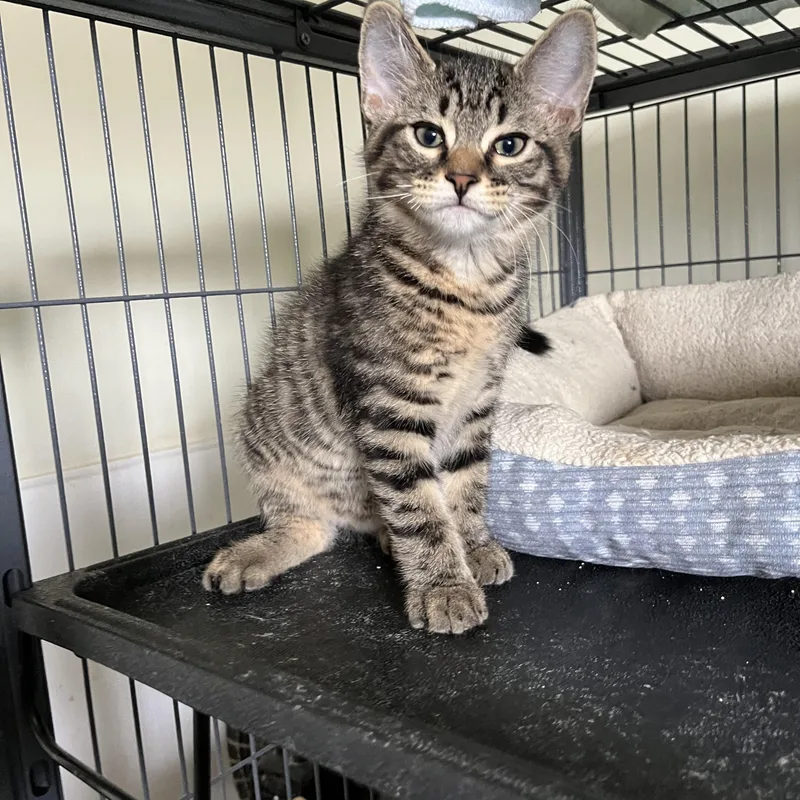 A baby medium-sized male Tabby (Brown / Chocolate) Domestic Short Hair cat named Chuco for adoption in Denison, IA