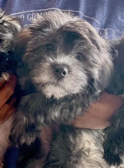 Baloo