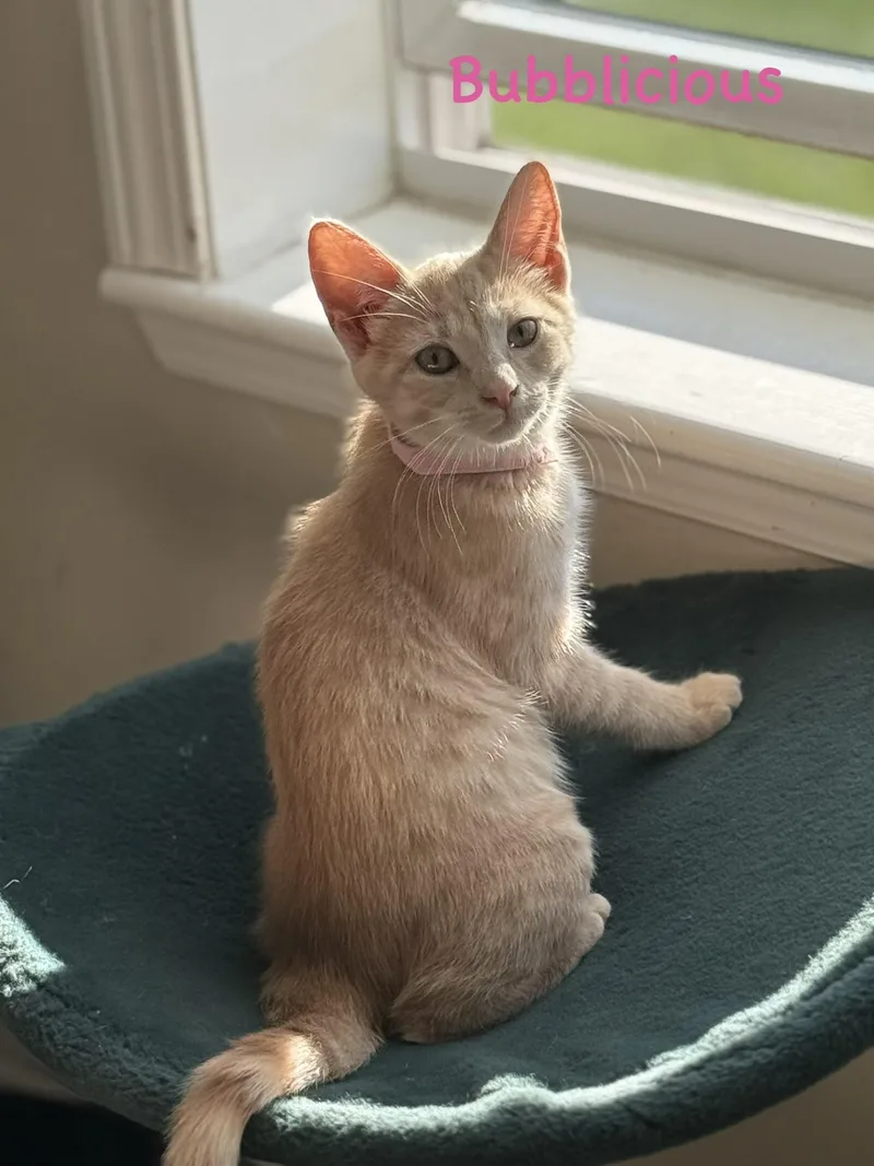A baby small-sized female Domestic Medium Hair cat named Bubblicious for adoption in Lacona, NY