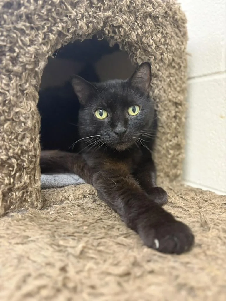 An adult medium-sized female Black Domestic Short Hair cat named Ember for adoption in Valparaiso, IN
