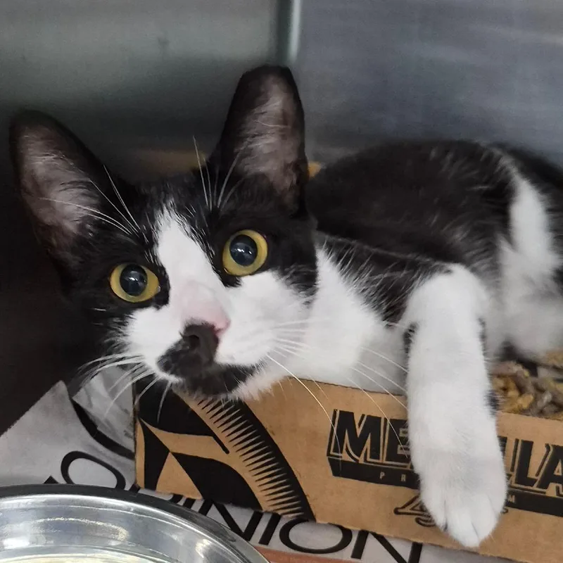 A young medium-sized female Black Domestic Short Hair cat named Smokey for adoption in Vieques, PR