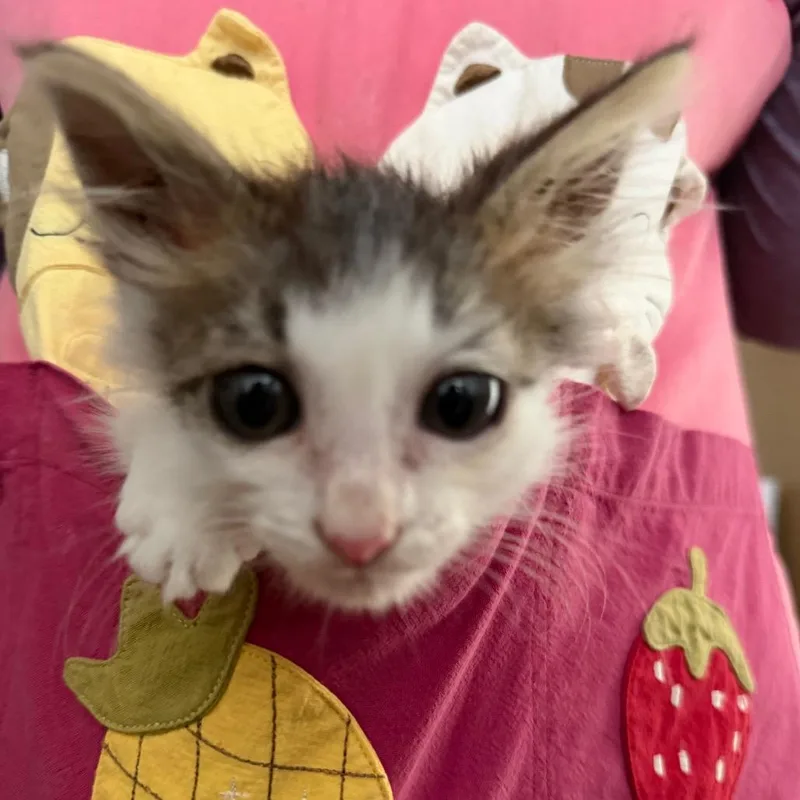 A baby small-sized male Gray / Blue / Silver Domestic Short Hair cat named Parsley for adoption in Long Beach, CA