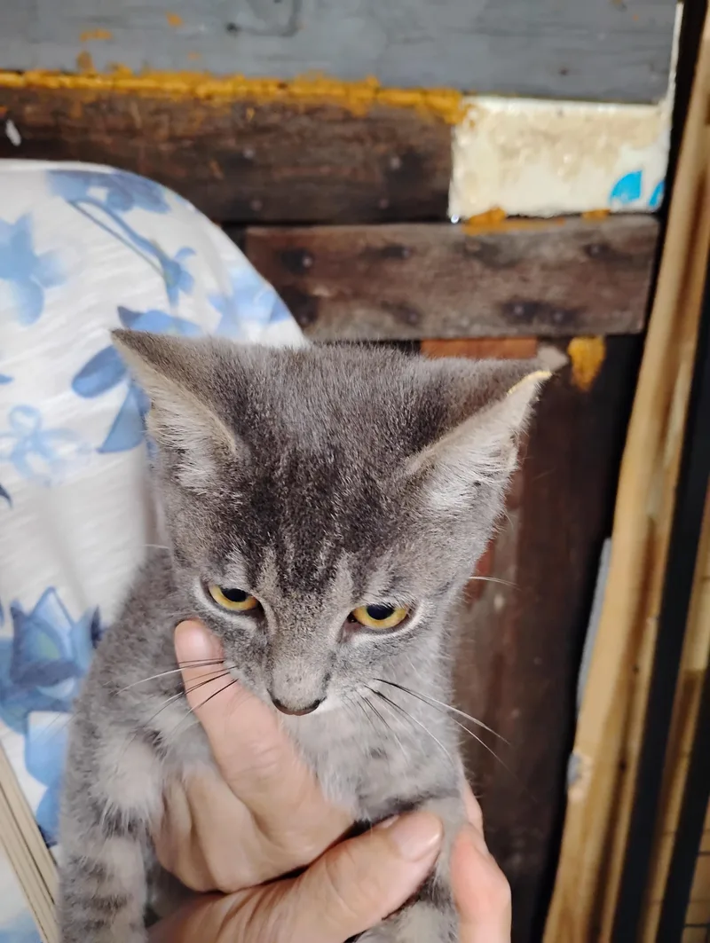 A baby medium-sized male Tabby (Gray / Blue / Silver) Domestic Short Hair cat named King Tut for adoption in Glenville, WV