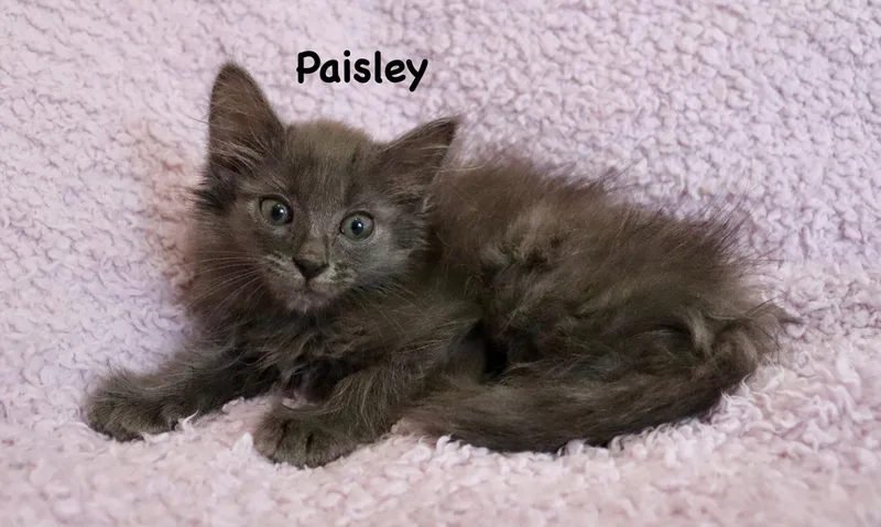 Paisley thumbnail 5
