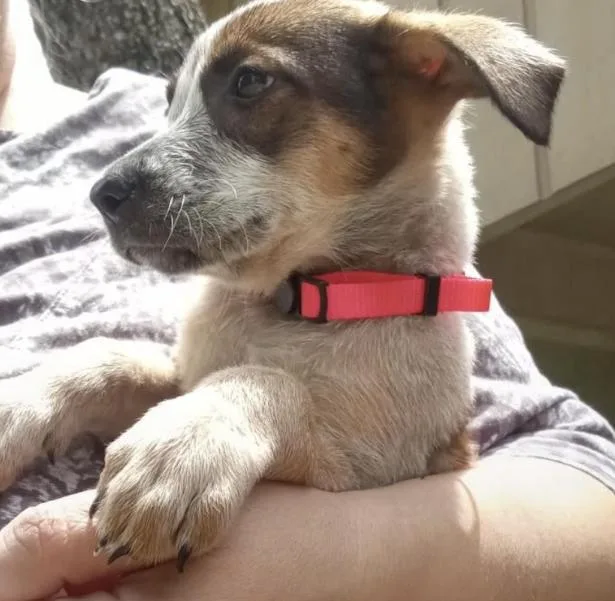 A baby large-sized female Black Mouth Cur dog named Athena for adoption in McKinney, TX