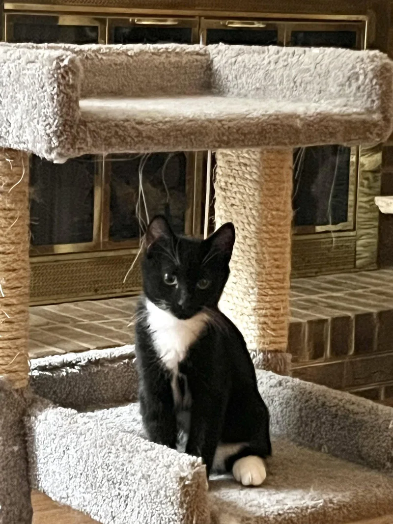 A young medium-sized male Domestic Short Hair cat named Tailsla for adoption in Camden, SC