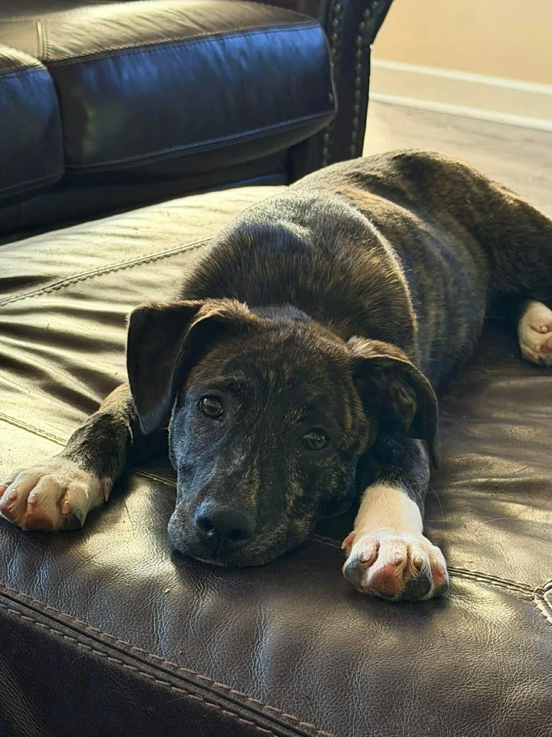 A young medium-sized female Brindle Mixed Breed dog named Skyla for adoption in Monona, WI