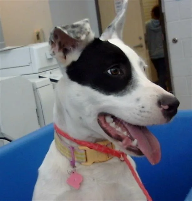 An adult medium-sized female Mixed Breed dog named Luna for adoption in Dallas, TX