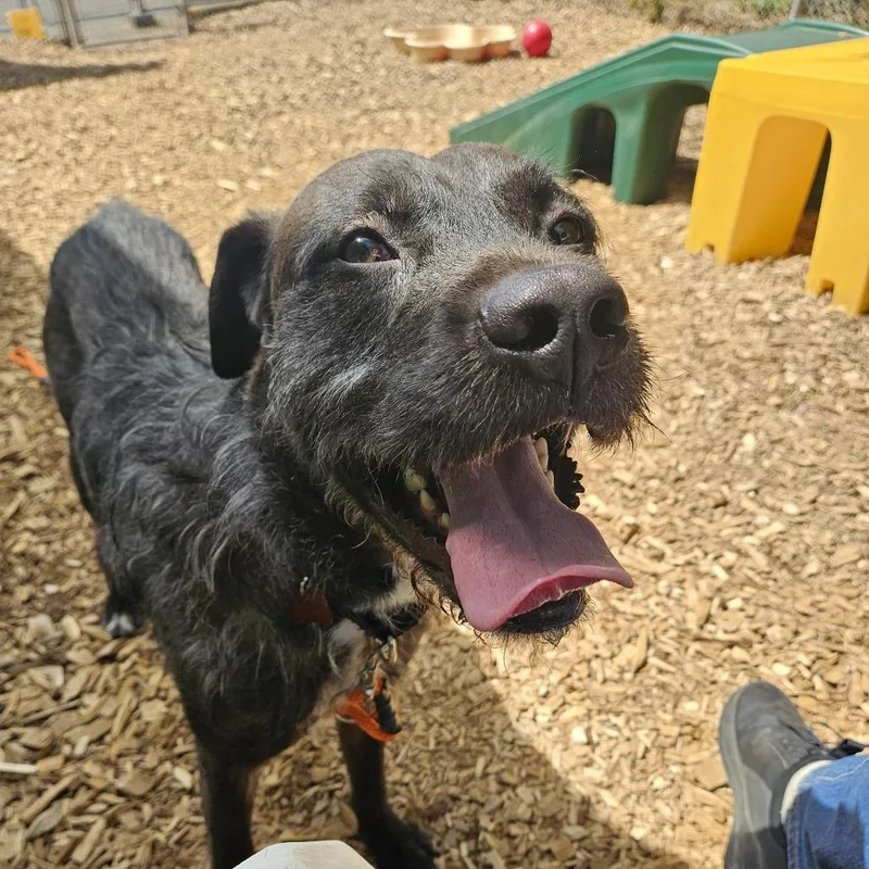 An adult large-sized male Black Mixed Breed dog named Callaway for adoption in Tacoma, WA