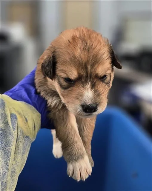 A baby large-sized female Mixed Breed dog named Ciabatta for adoption in Dallas, TX