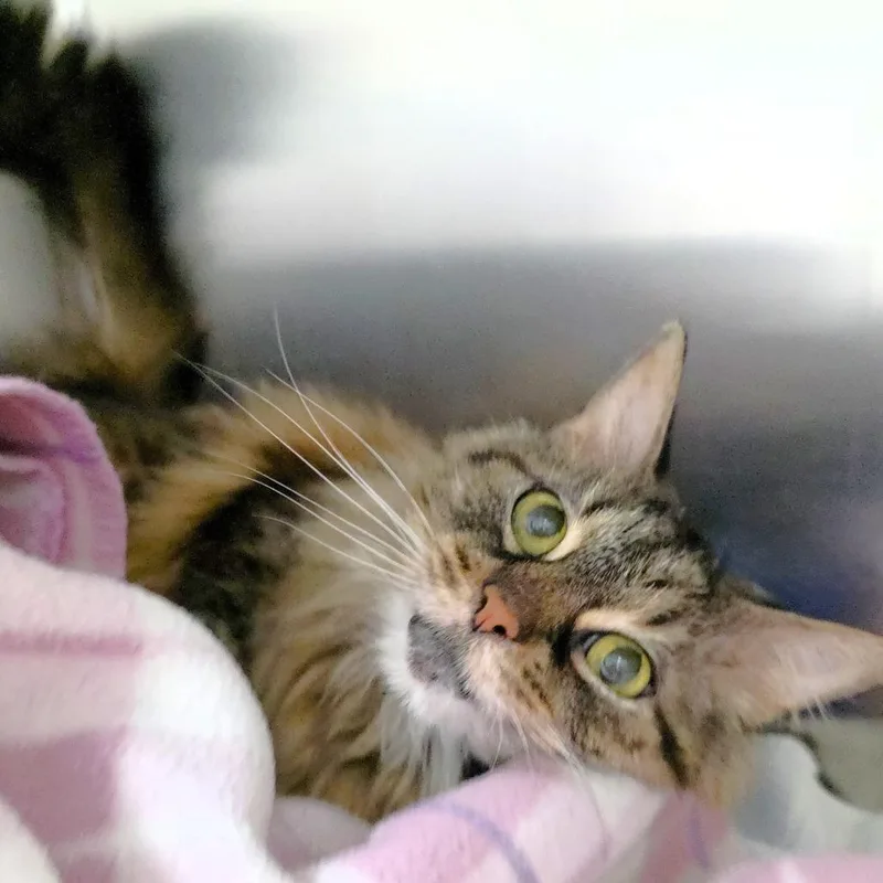 A young medium-sized female Brown / Chocolate Domestic Medium Hair cat named Sephora for adoption in Michigan City, IN