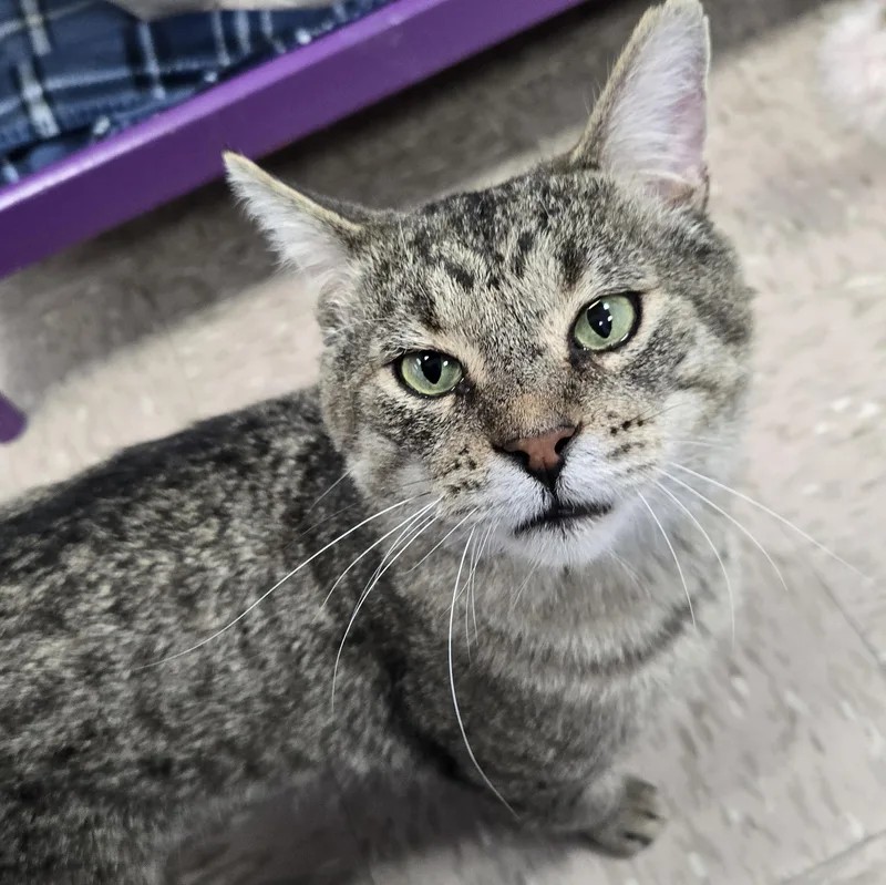 An adult medium-sized male Tabby (Brown / Chocolate) Domestic Short Hair cat named Leopold for adoption in Grand Rapids, MI