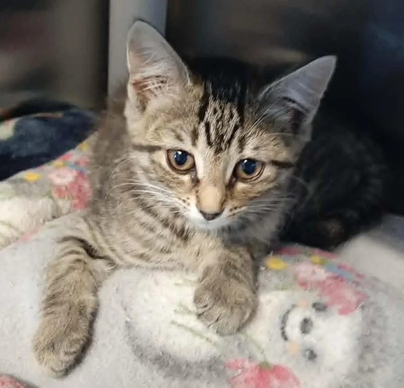 A baby medium-sized female Tabby (Brown / Chocolate) Domestic Short Hair cat named Sisu for adoption in Georgetown, OH